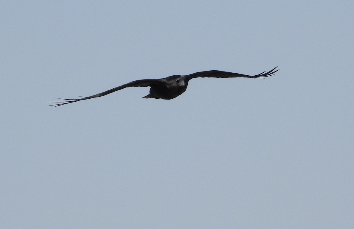 Chihuahuan Raven - ML449554941