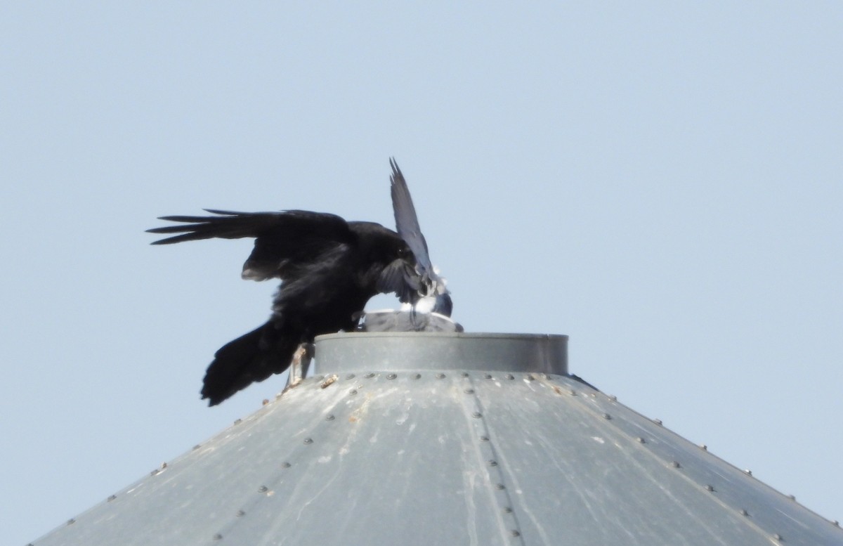 Chihuahuan Raven - ML449554961