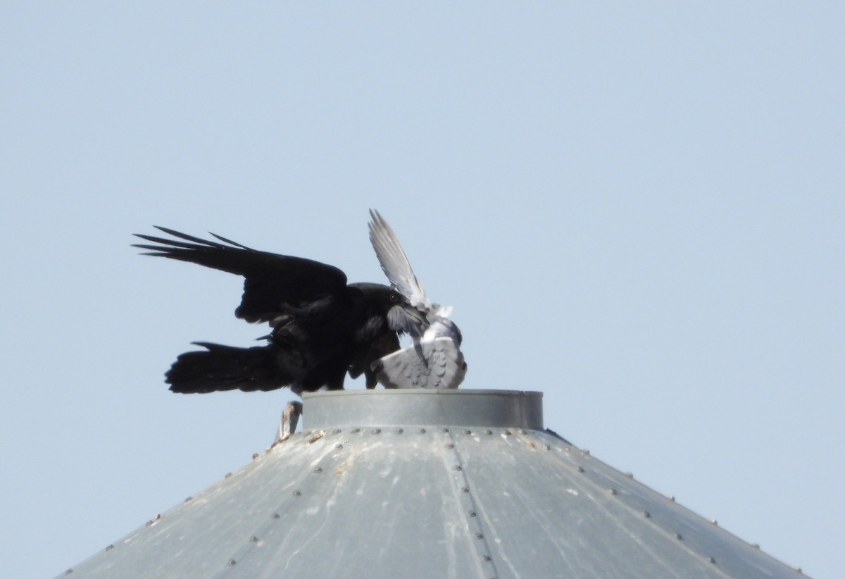 Chihuahuan Raven - ML449554991