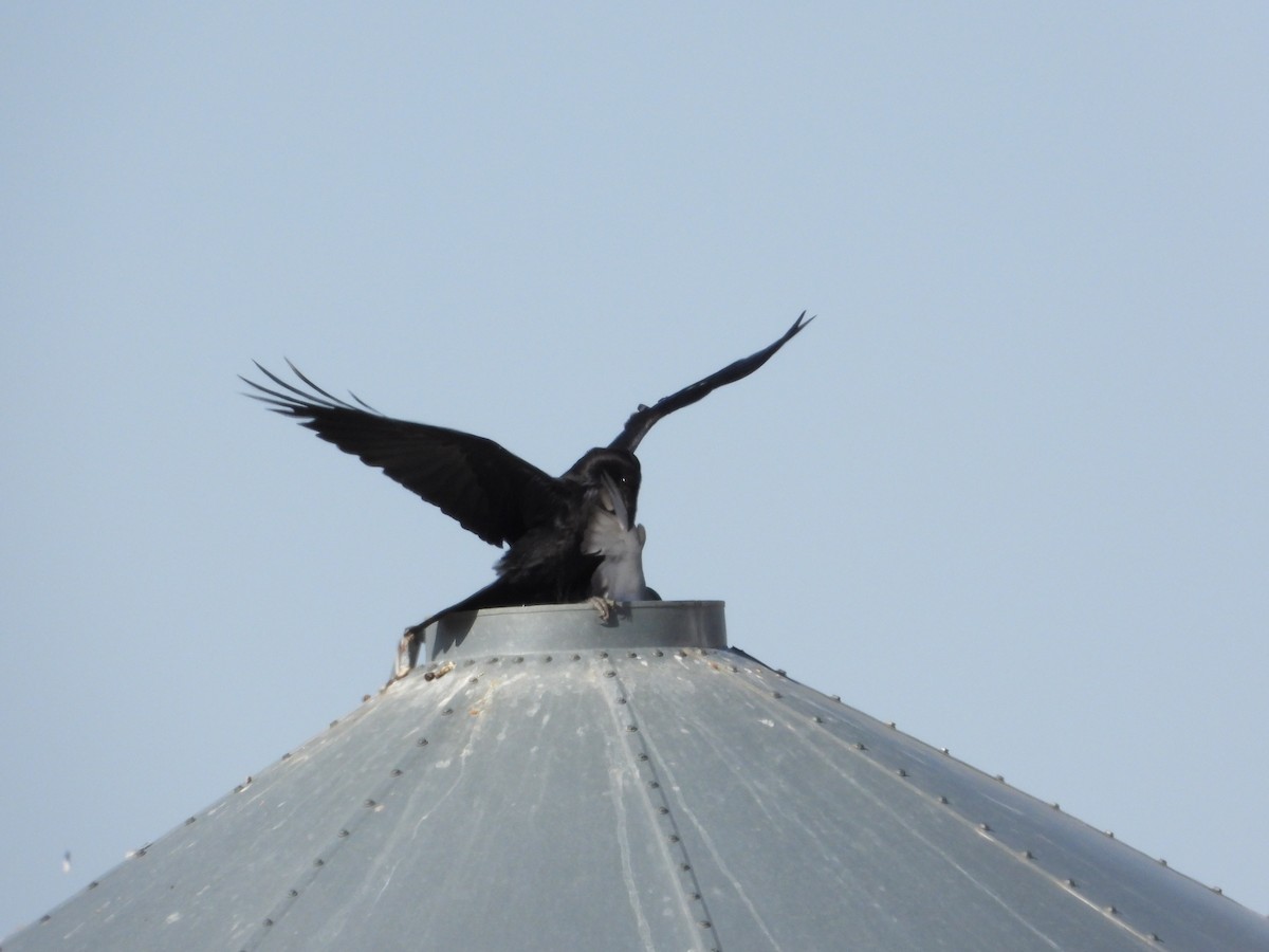 Chihuahuan Raven - ML449555041