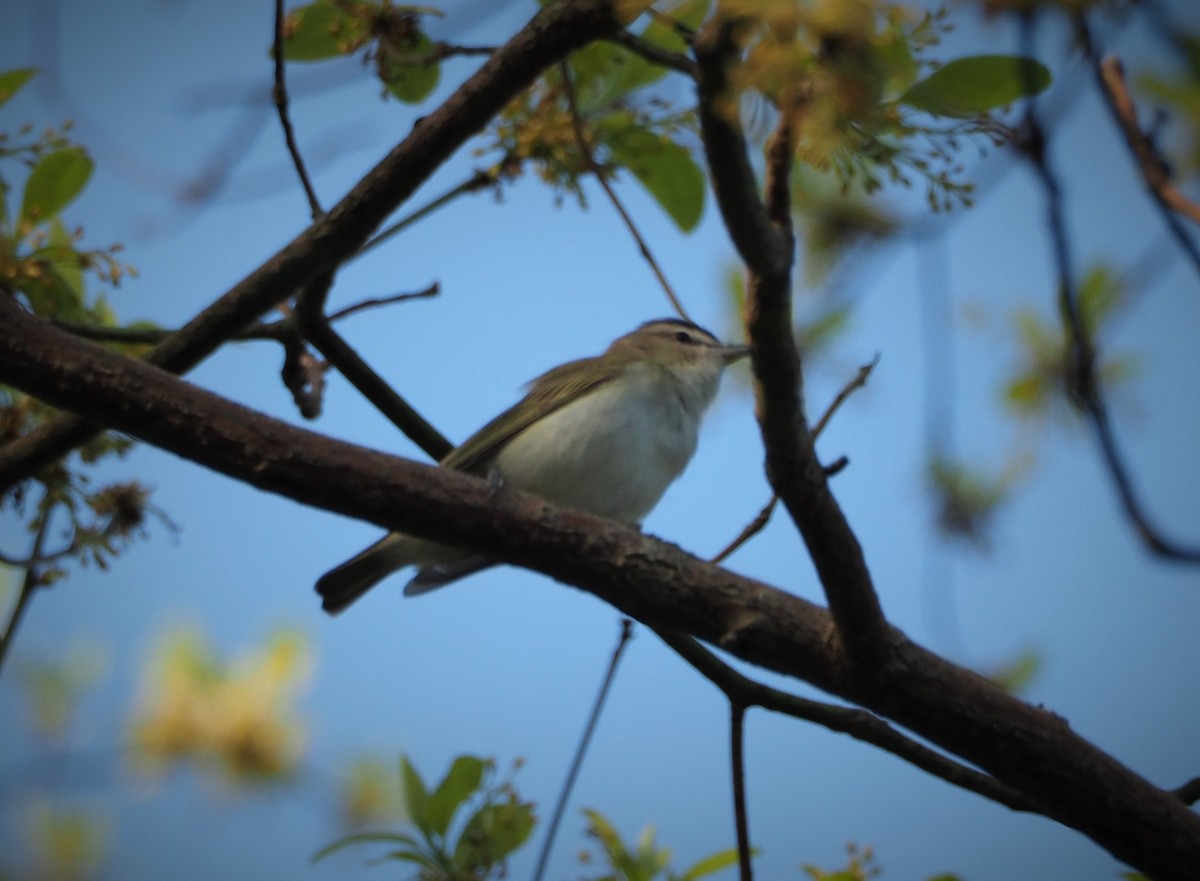 Red-eyed Vireo - Dick Cartwright