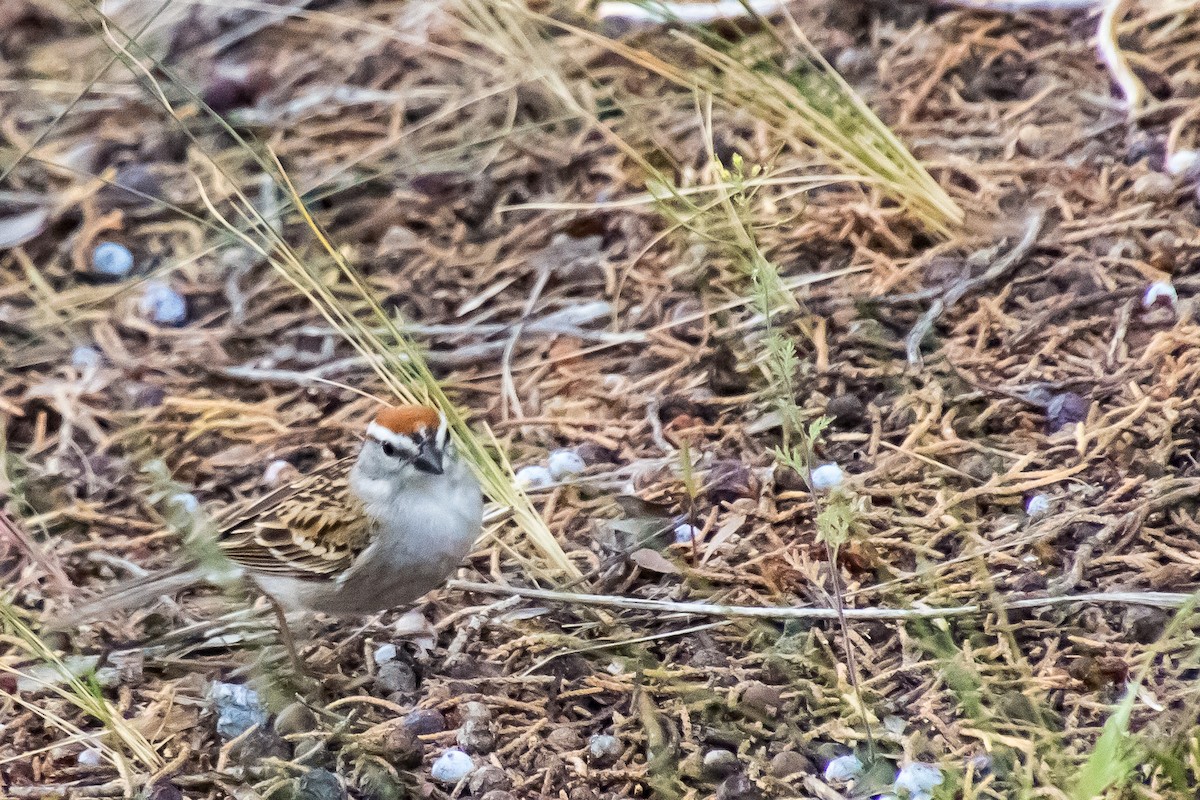 Chipping Sparrow - ML449556511