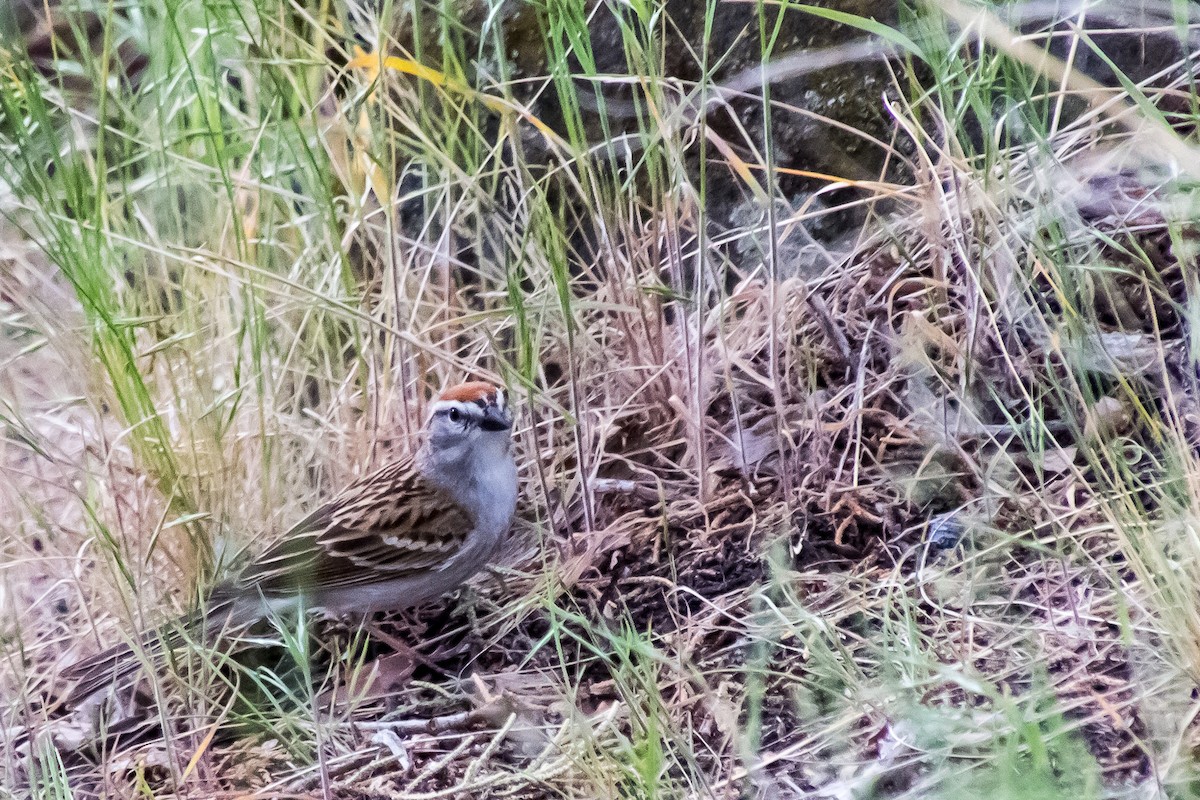 Chipping Sparrow - ML449556521