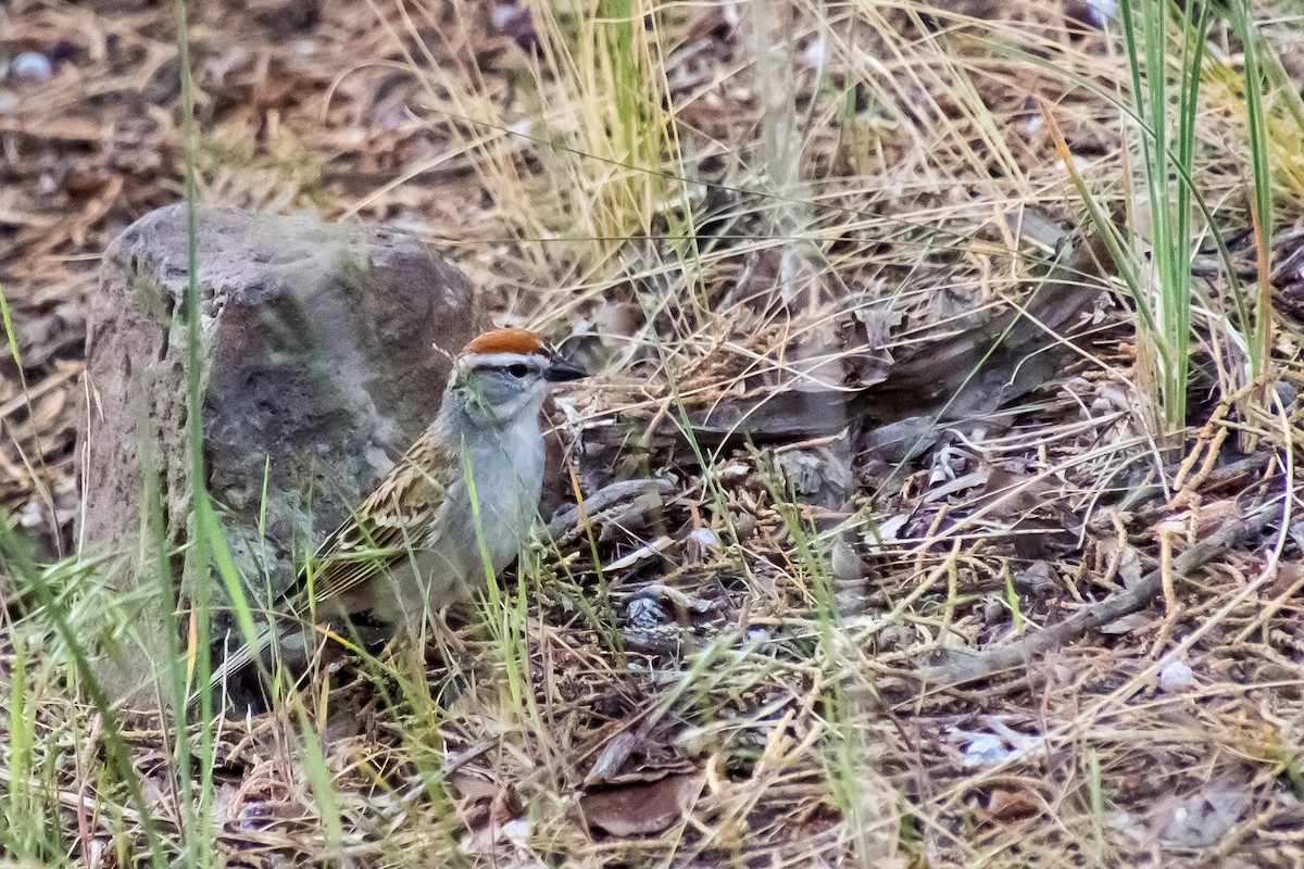 Chipping Sparrow - ML449556541