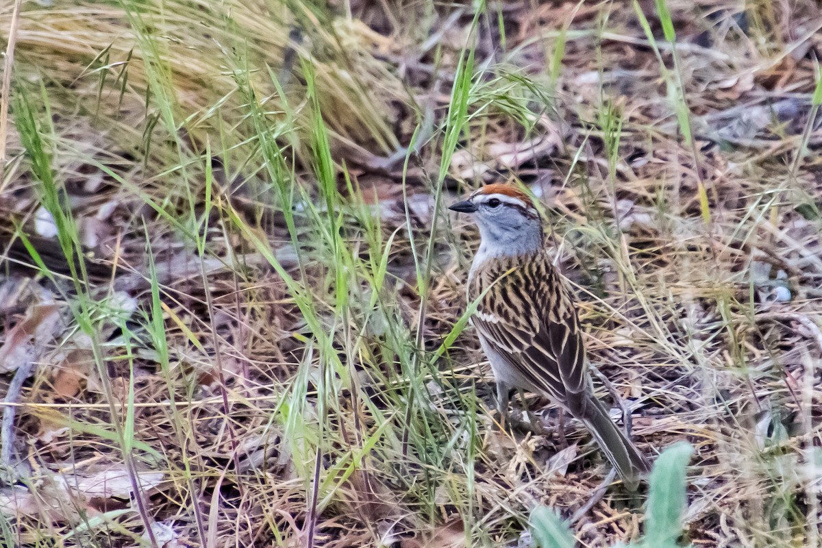 Chipping Sparrow - ML449556551