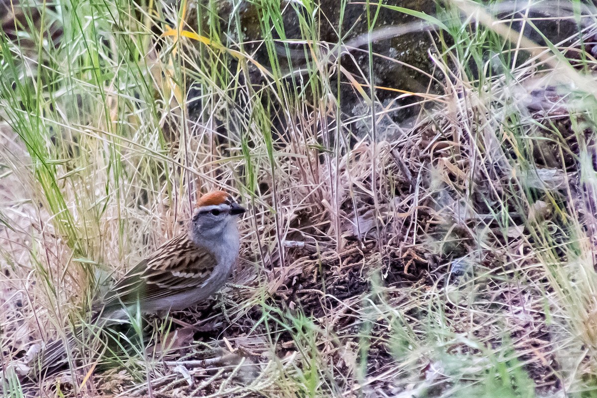 Chipping Sparrow - ML449556561