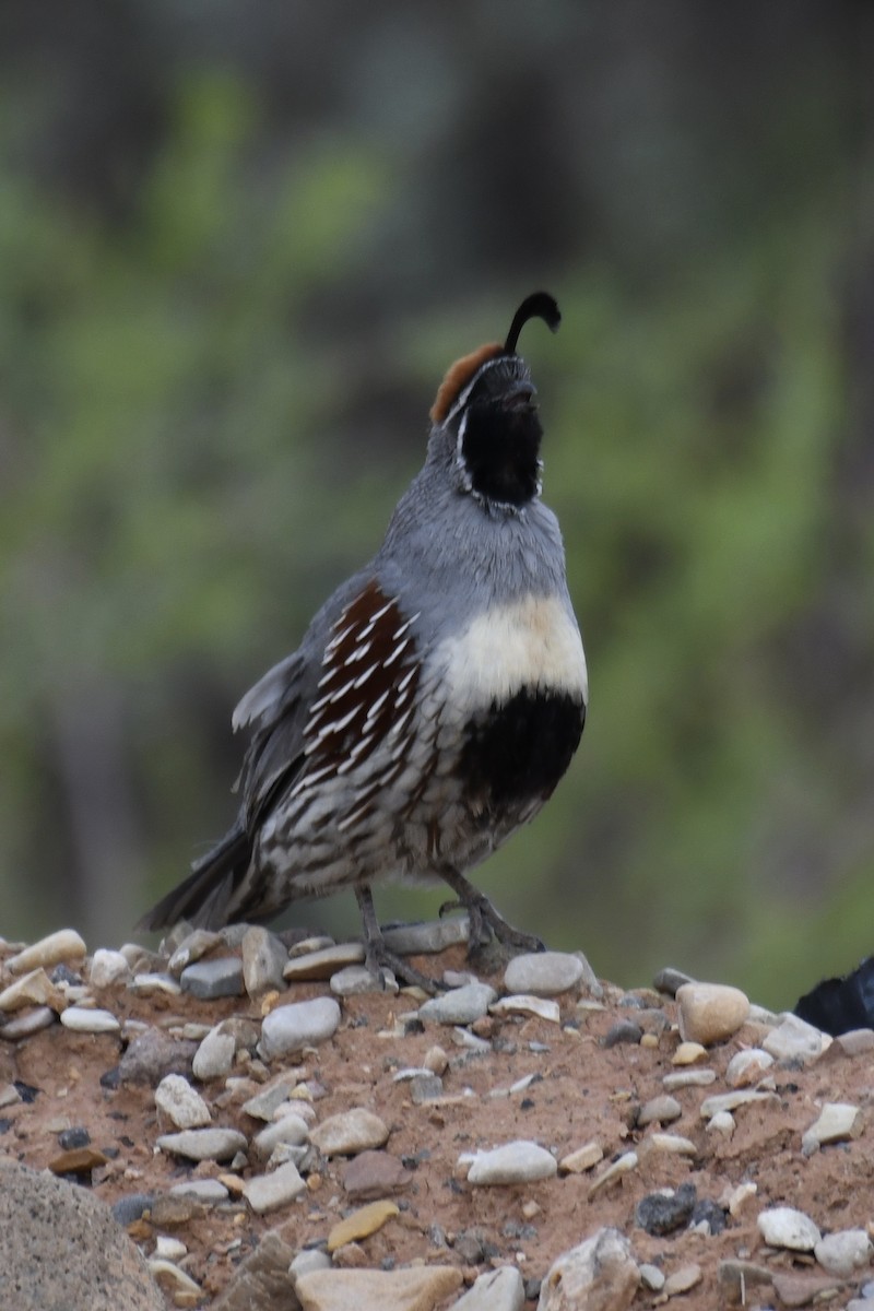 Gambel's Quail - ML449559221