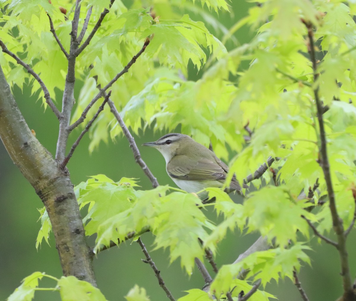 rødøyevireo - ML449560071