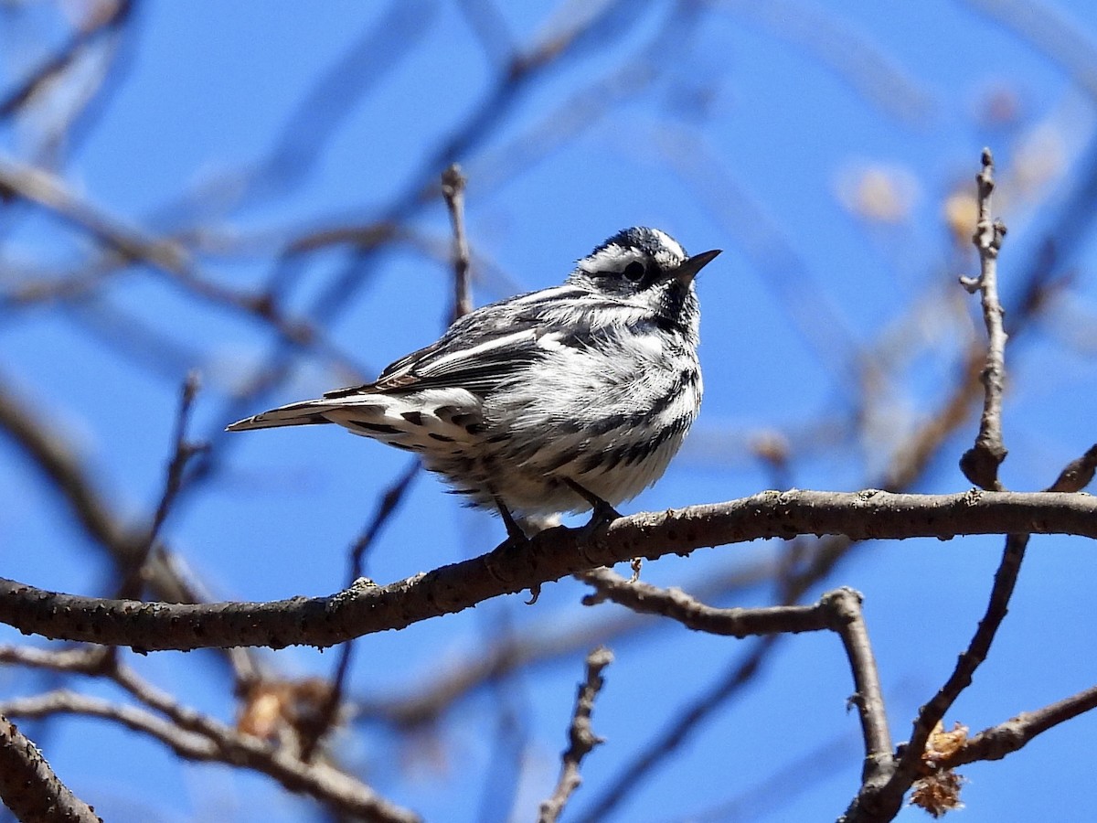 Black-and-white Warbler - ML449560101