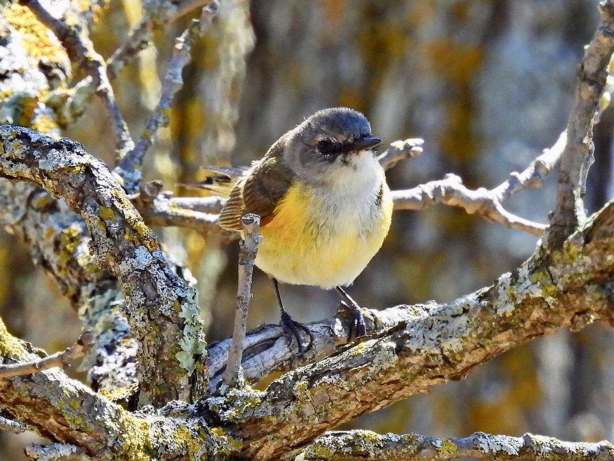 American Redstart - ML449560301