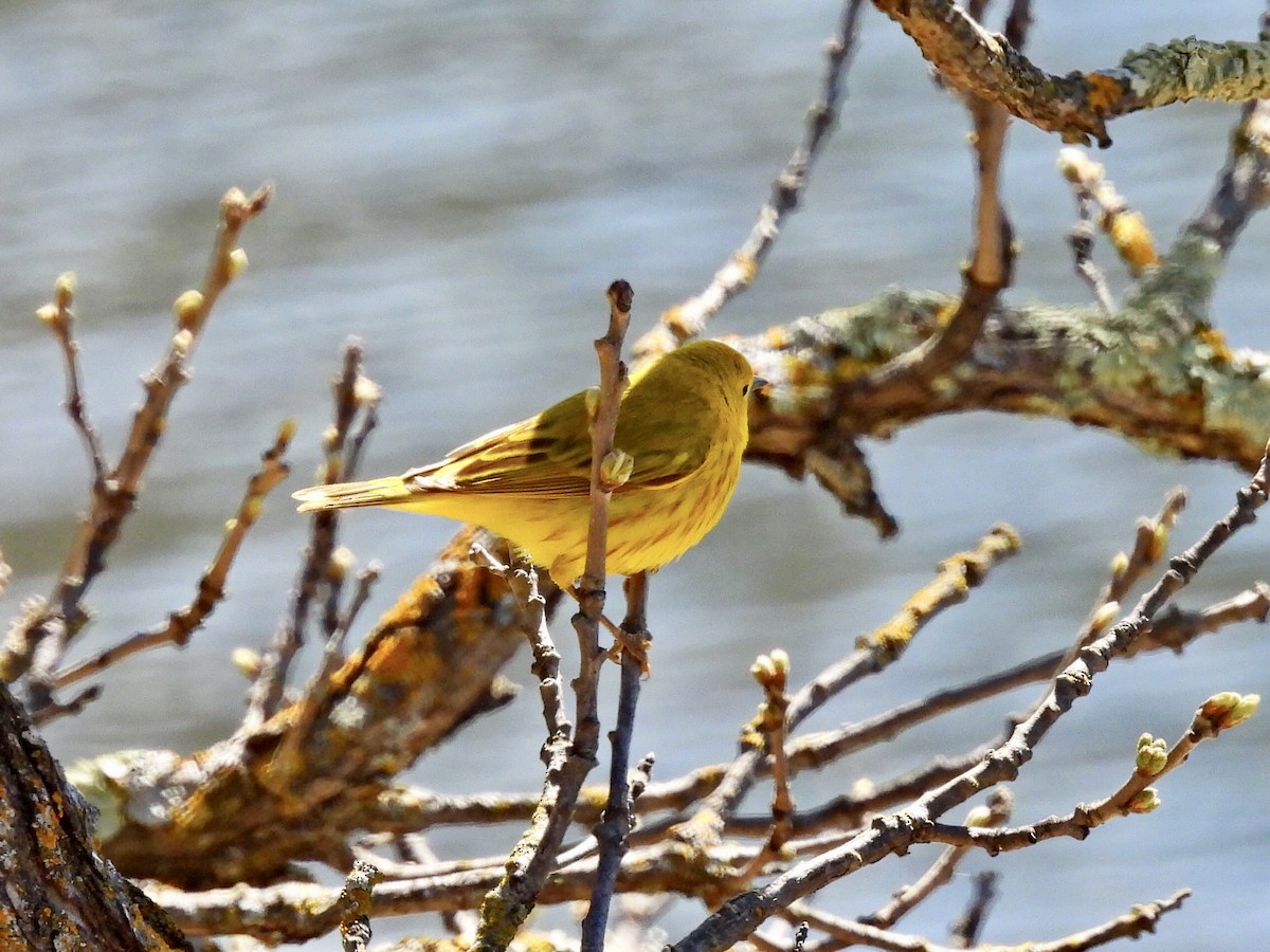 Paruline jaune - ML449560361