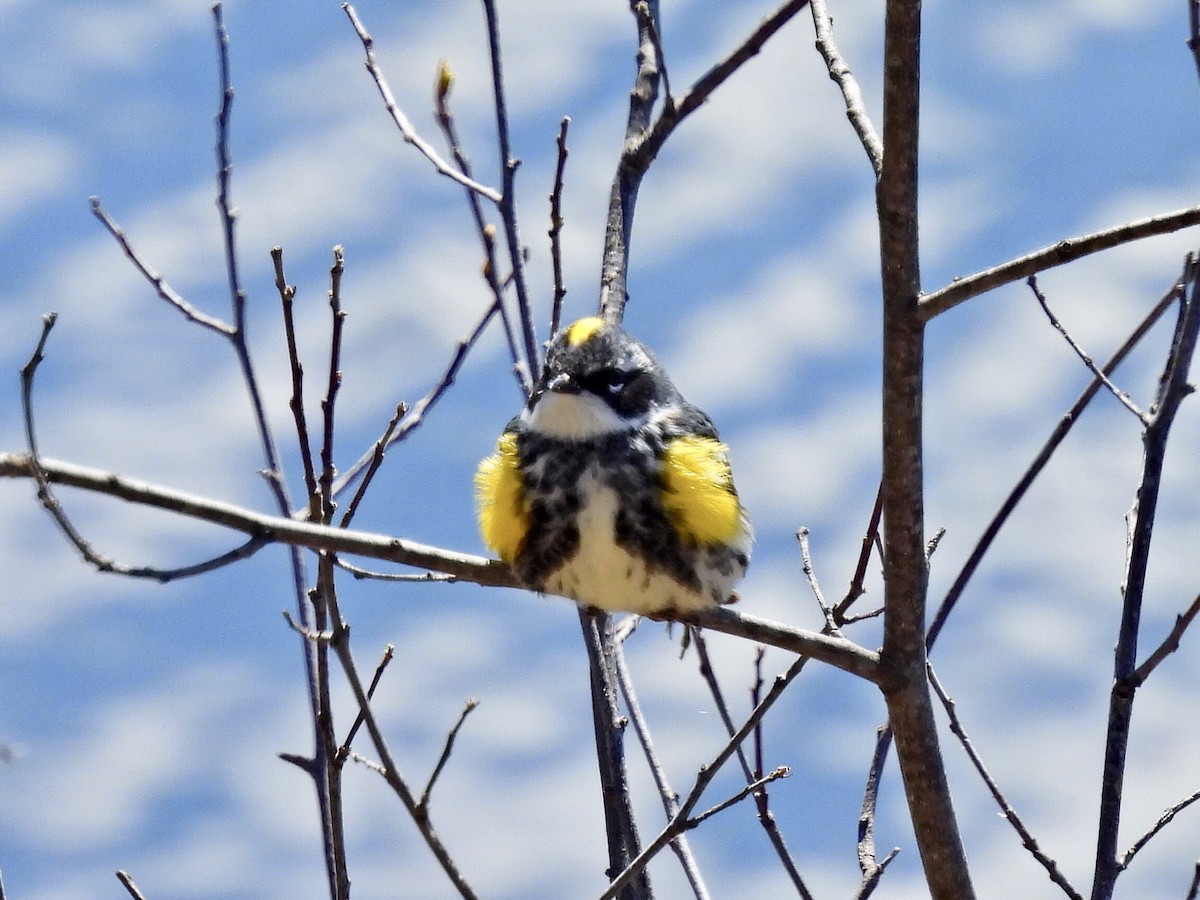 Yellow-rumped Warbler - ML449560501