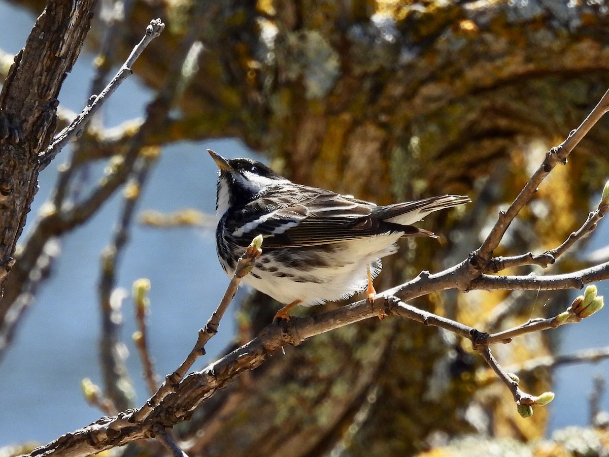 Paruline rayée - ML449560851