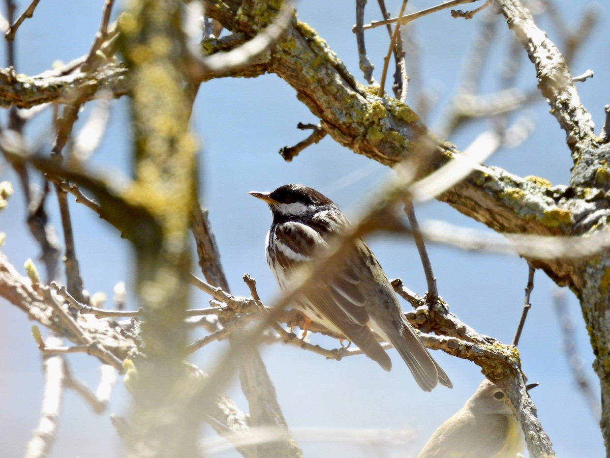 Paruline rayée - ML449560901