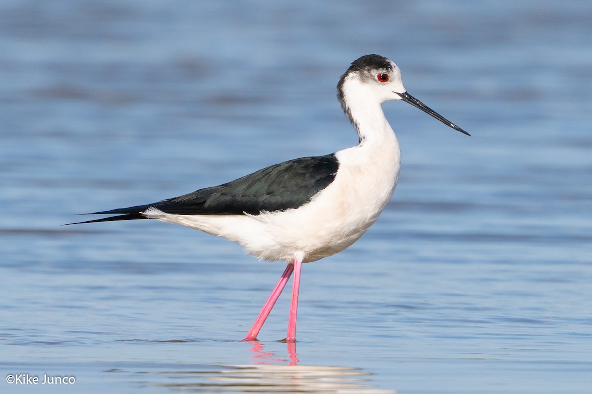 Black-winged Stilt - Kike Junco