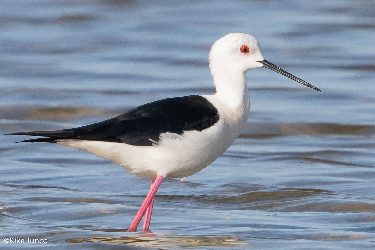 Black-winged Stilt - Kike Junco