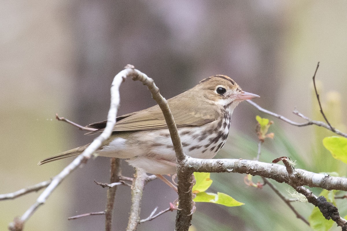 Ovenbird - ML449562101