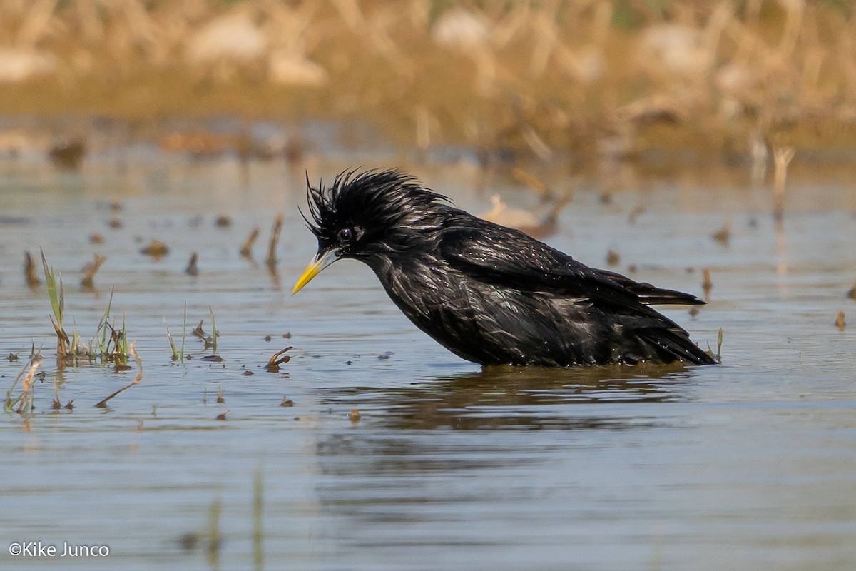 Spotless Starling - ML449562811