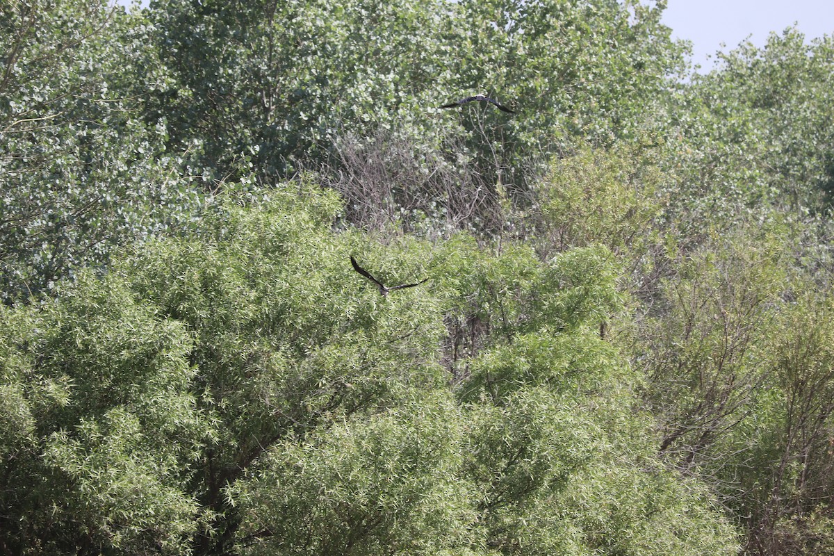 Hooded Crow (Mesopotamian) - ML449563111