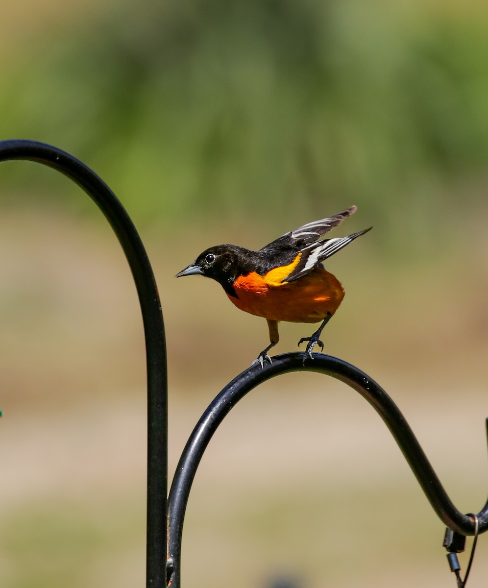 Baltimore Oriole - ML449563371