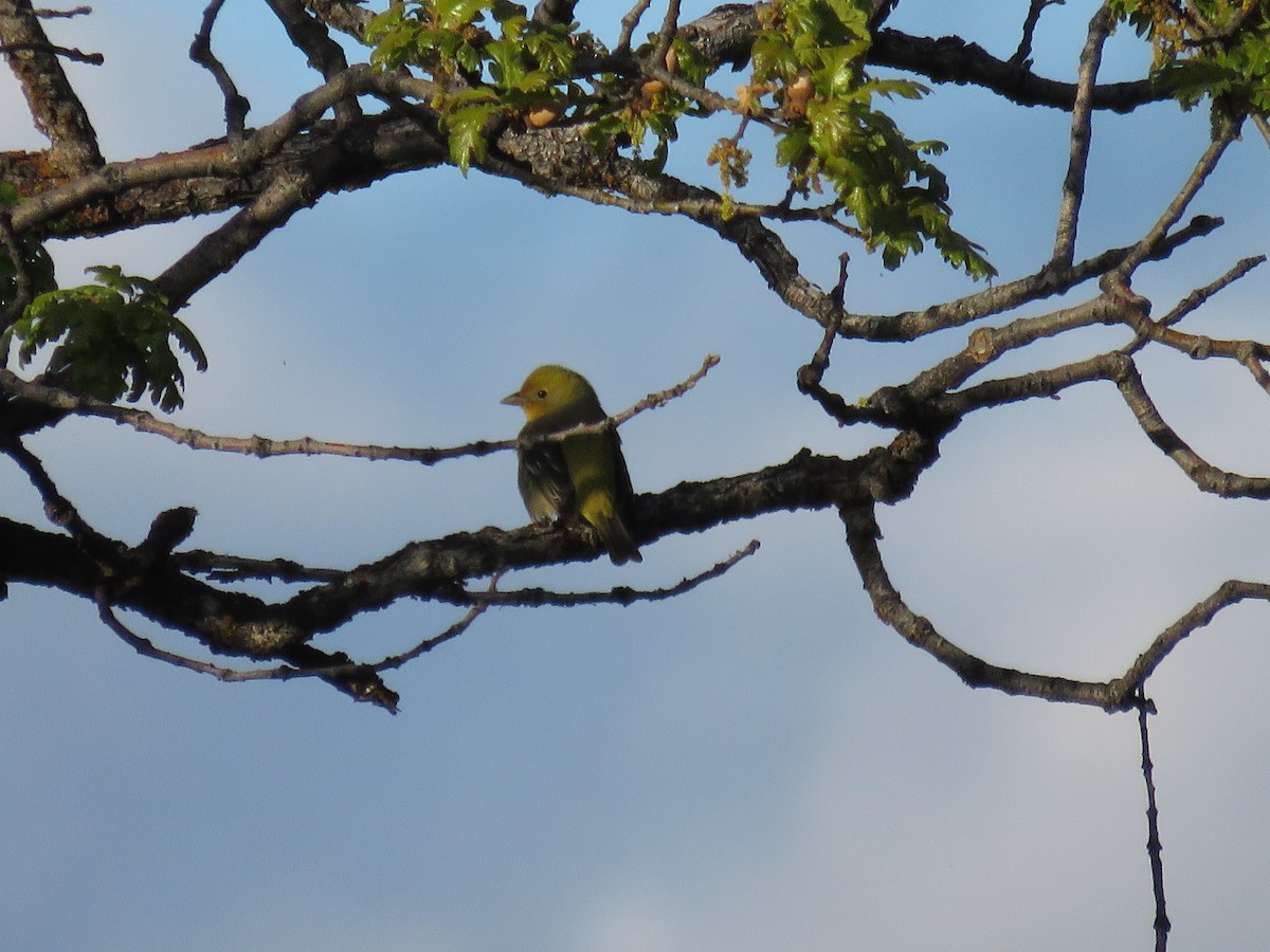 Western Tanager - Calen Randall