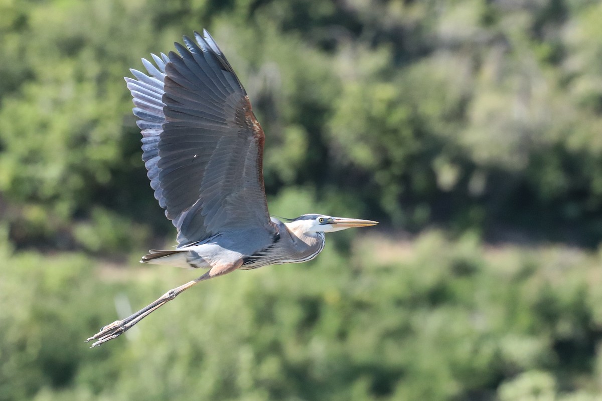 Garza Azulada - ML449564101