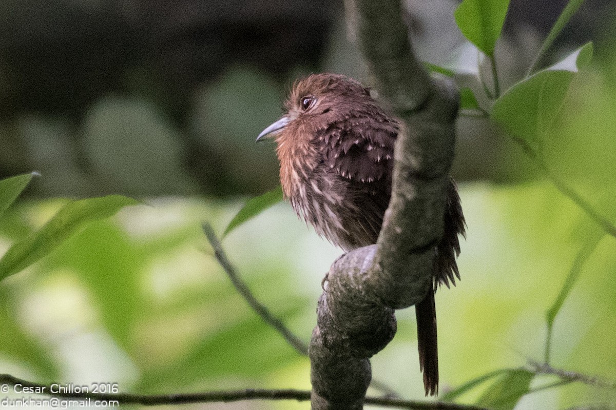 Moustached Puffbird - ML44956411