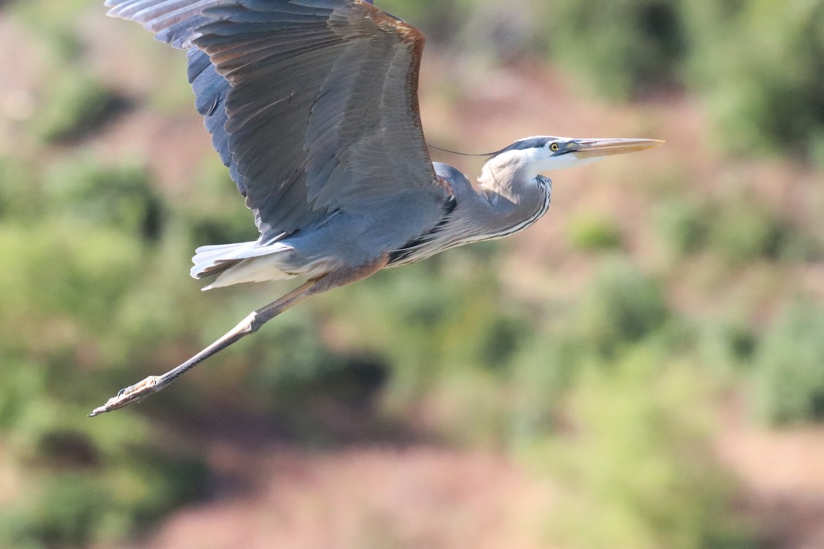 Garza Azulada - ML449564131