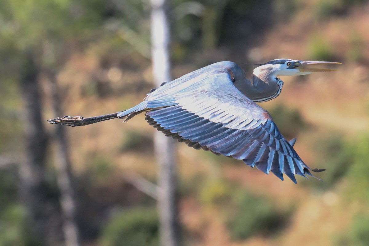 Great Blue Heron - Ryan Terrill