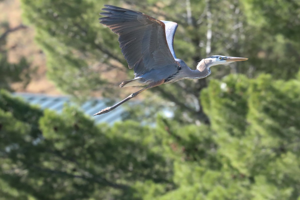 Great Blue Heron - Ryan Terrill