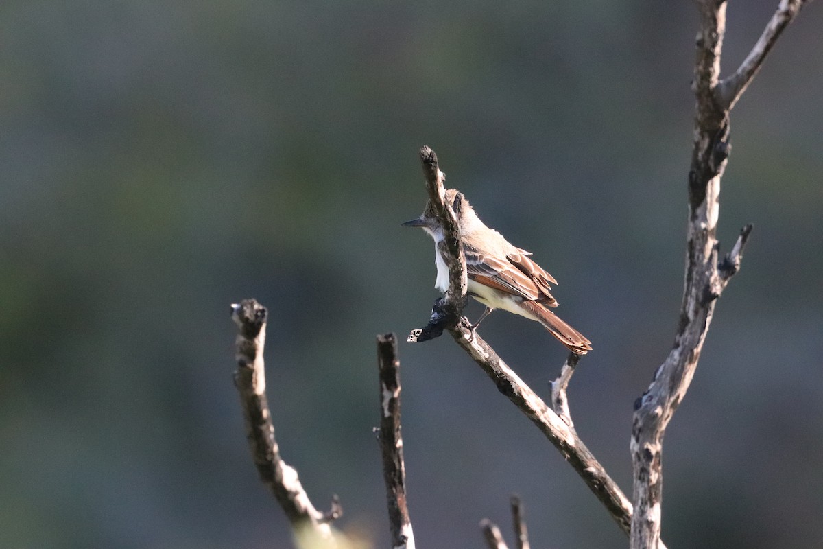 Ash-throated Flycatcher - ML449564491