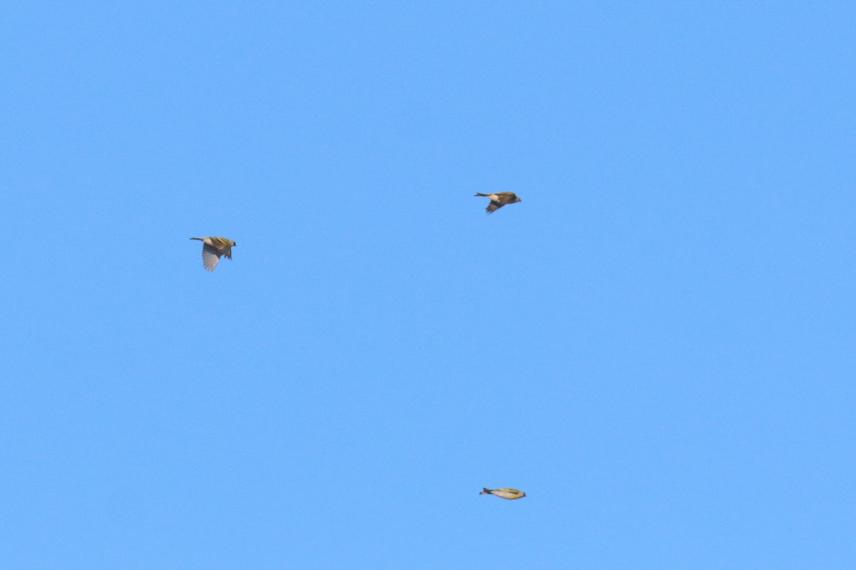 Lawrence's Goldfinch - ML449566071