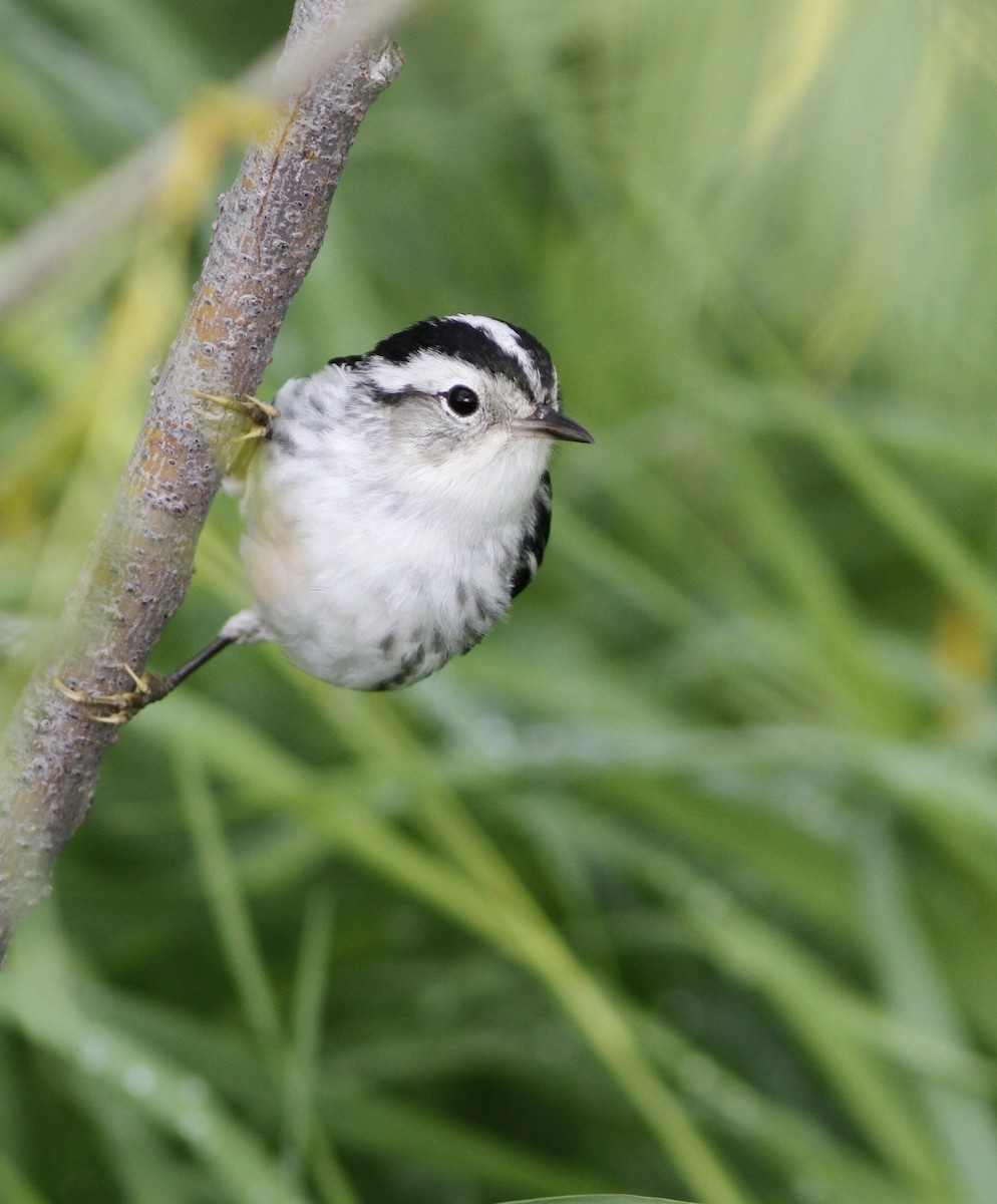 Black-and-white Warbler - ML44956651