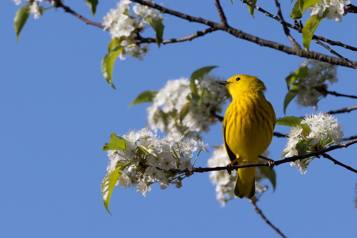 Paruline jaune - ML449566651