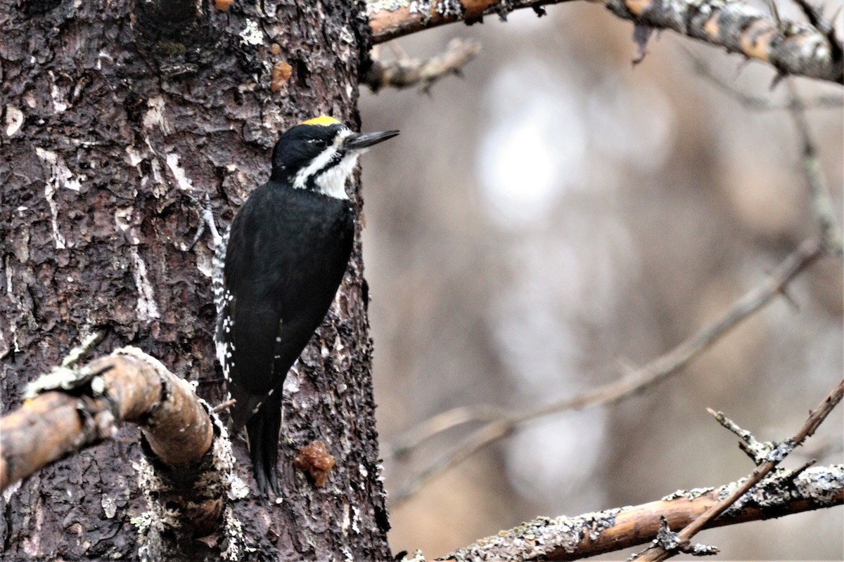 Black-backed Woodpecker - ML449567531