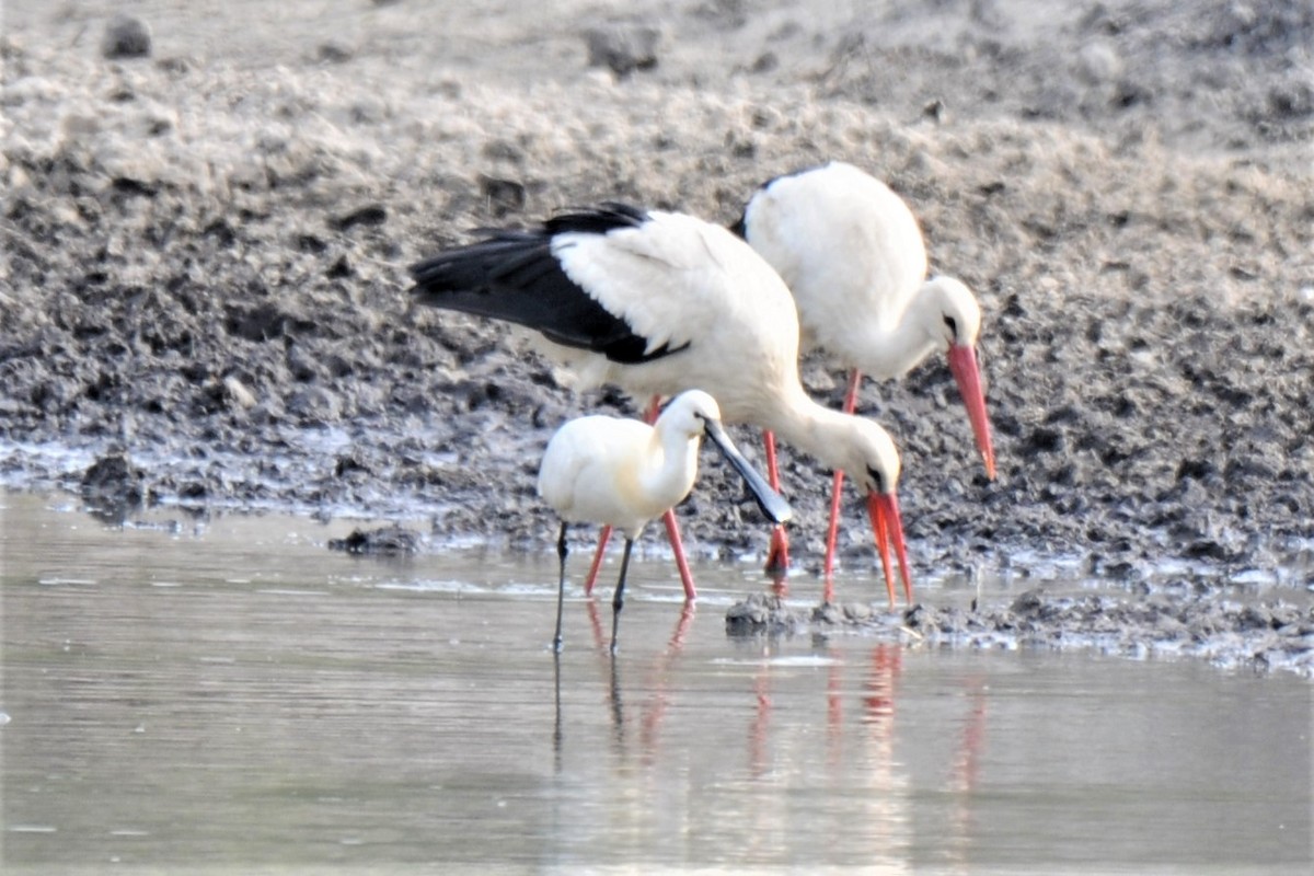 Eurasian Spoonbill - ML449567861