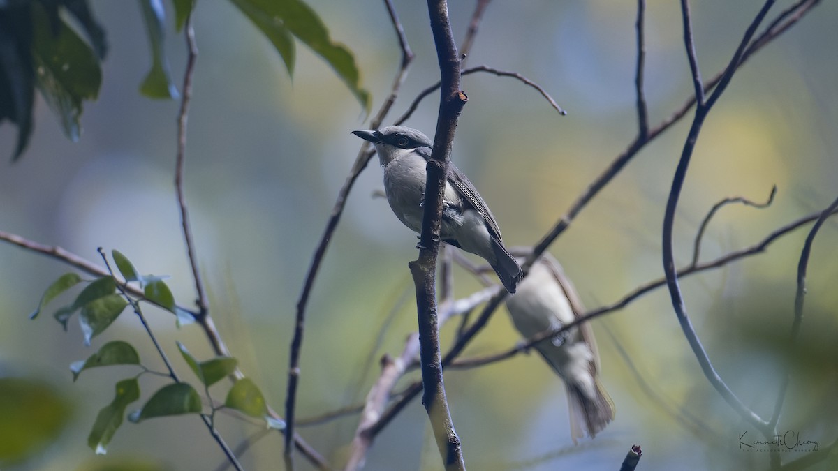 Large Woodshrike - Kenneth Cheong