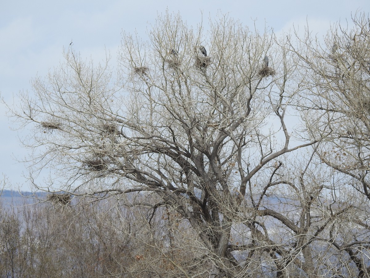 Great Blue Heron - ML449569761