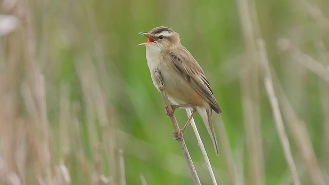 Sedge Warbler - ML449570551