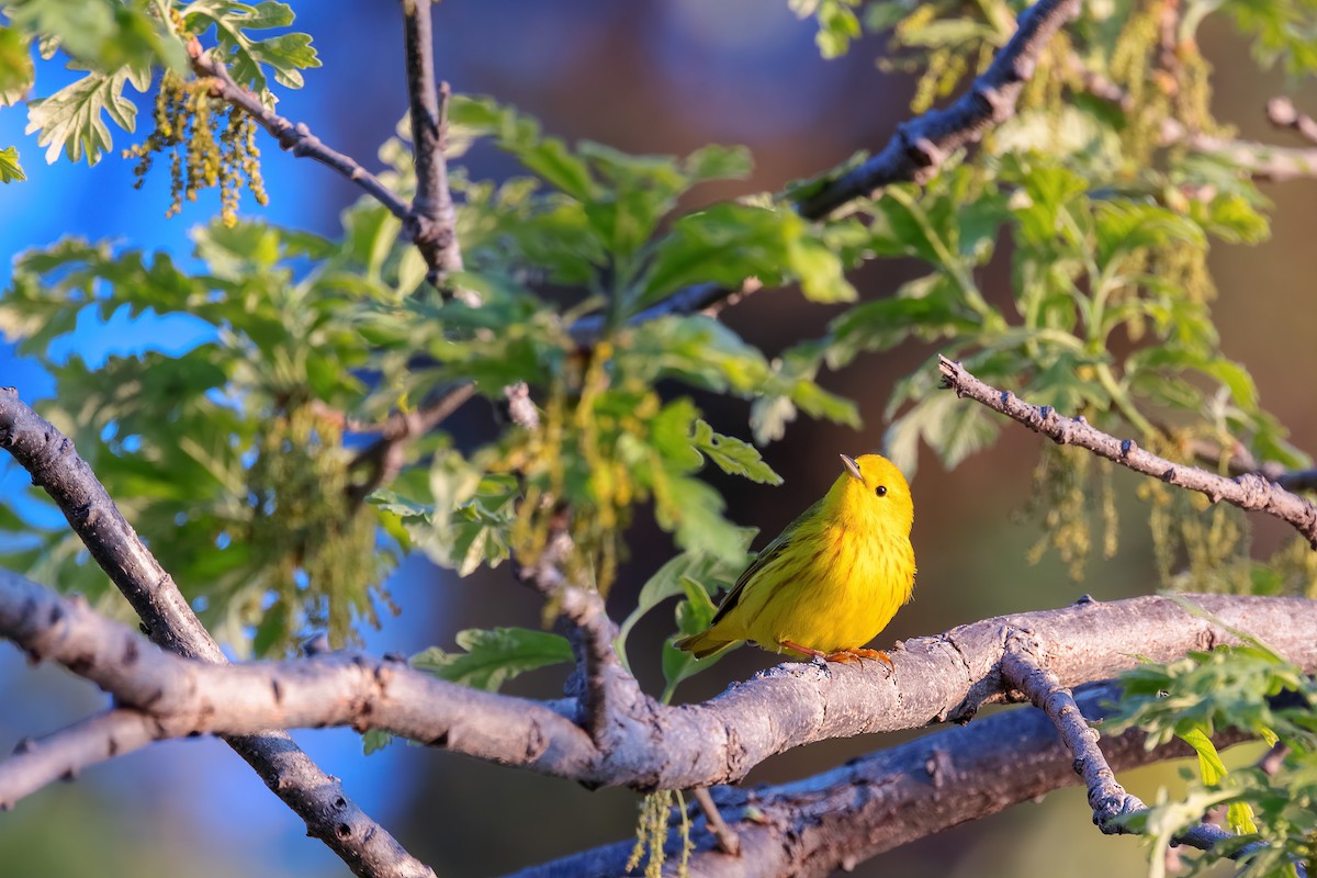 Yellow Warbler - Lance Laack