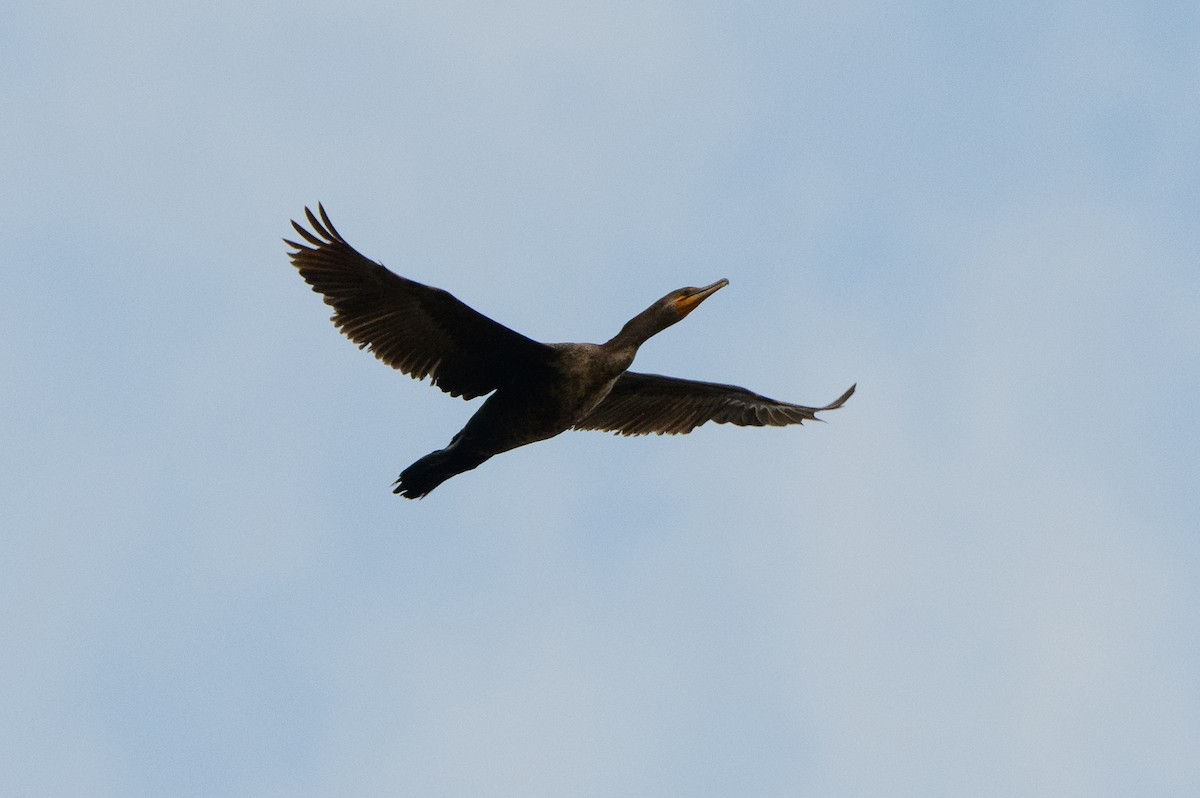 Double-crested Cormorant - T. Jay Adams