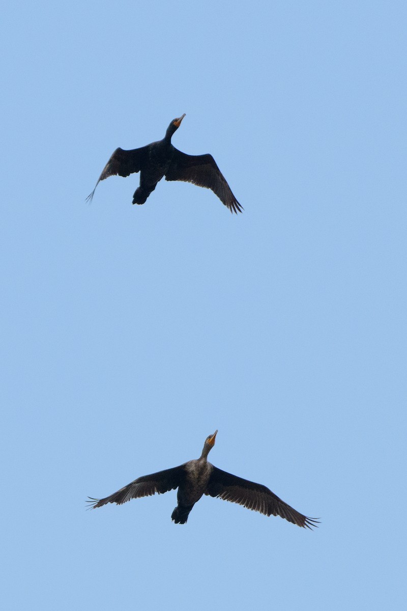 Double-crested Cormorant - T. Jay Adams