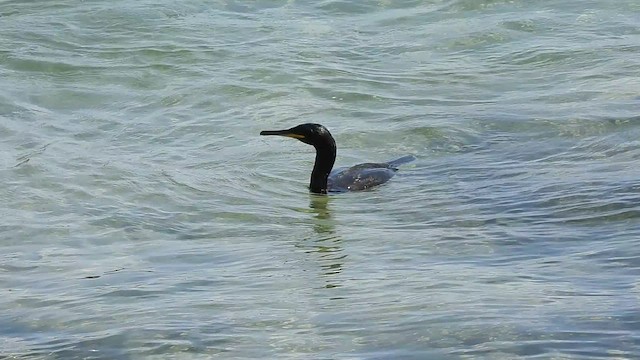 Cormorán Moñudo - ML449572111