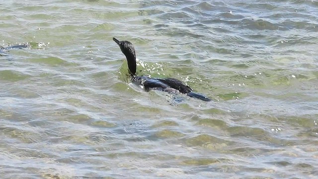 Cormorán Moñudo - ML449572121