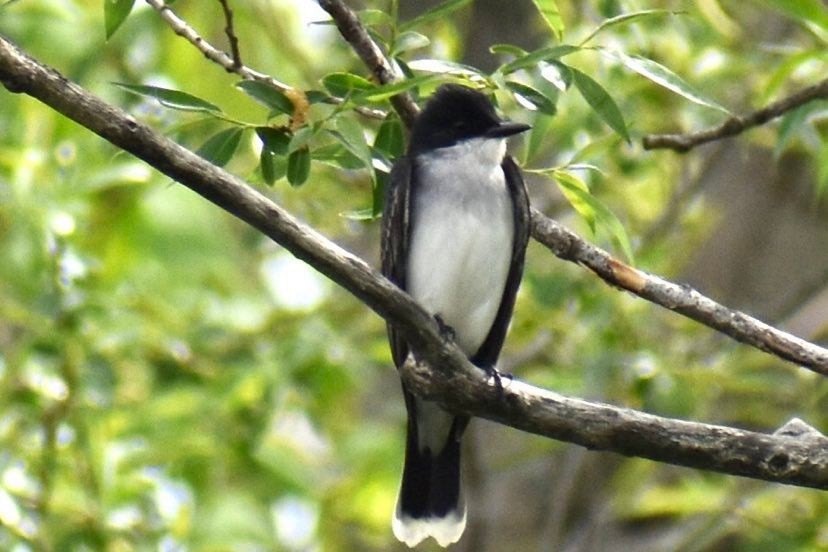 Eastern Kingbird - ML449572901