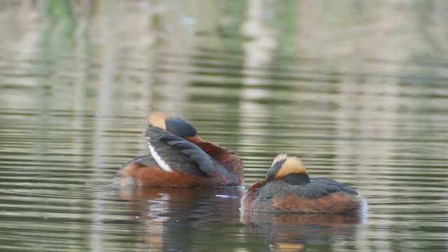 Horned Grebe - ML449573501