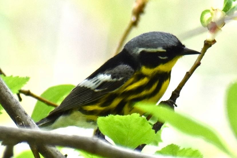 Magnolia Warbler - ML449573821