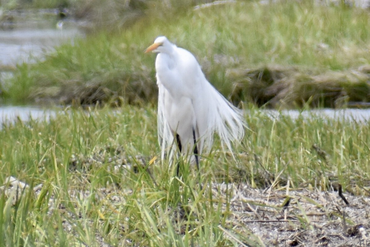 Great Egret - ML449574331