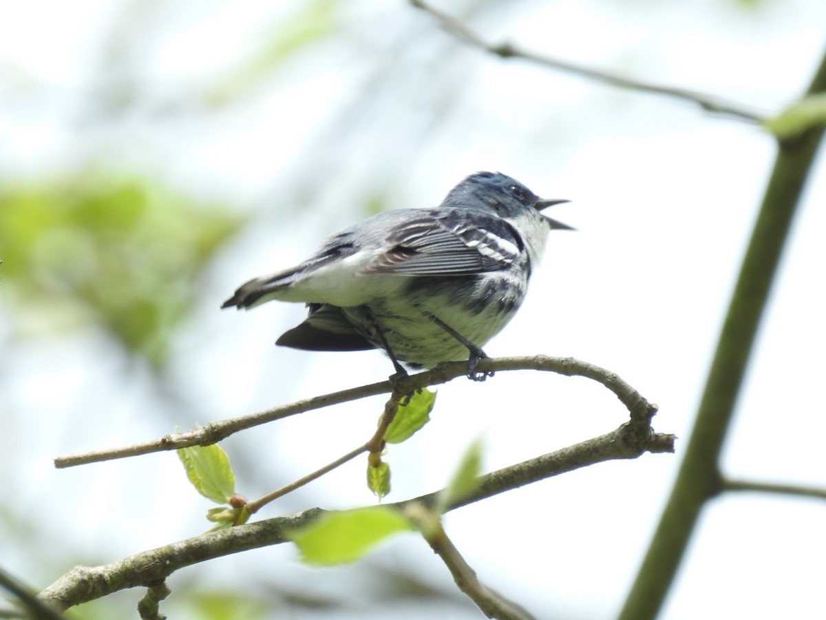 Cerulean Warbler - ML449575011