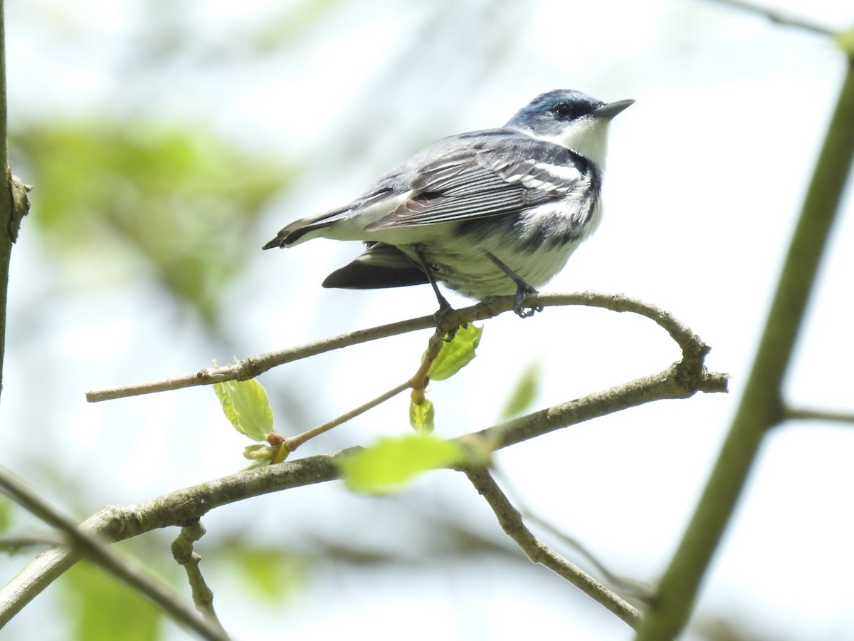 Cerulean Warbler - ML449575021
